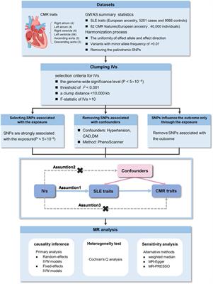 Impact of systemic lupus erythematosus on cardiovascular morphologic and functional phenotypes: a Mendelian randomization analysis